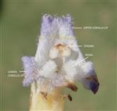  Corolla Limb